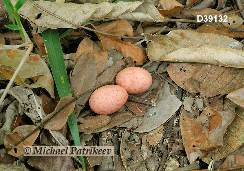 Common Pauraque (Nyctidromus albicollis)